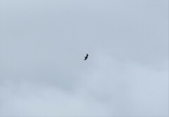 Cathartes aura