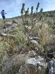 Gomphocarpus