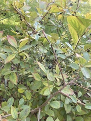 Aronia