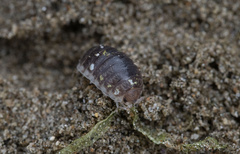 Alloniscus perconvexus