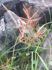 Cyperus longus