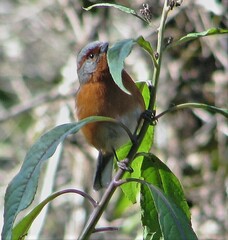 Microspingus erythrophrys