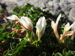 Trifolium uniflorum