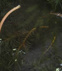 Egeria densa