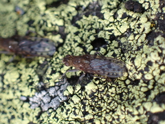 Ernoneura argus