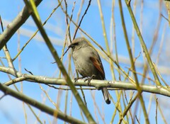 Agelaioides badius