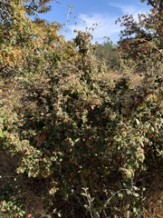 Cotoneaster