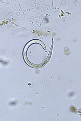 Nematoda