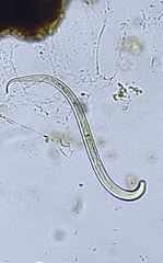 Nematoda