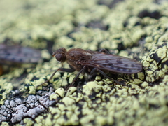 Ernoneura argus