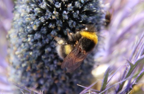 Bumbari (Bombus)