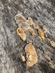 Steccherinum ochraceum