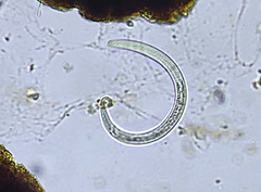Nematoda