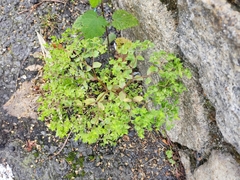 Euphorbia peplus