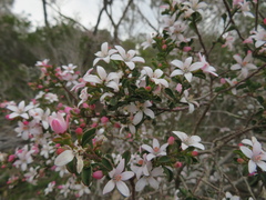 Philotheca verrucosa