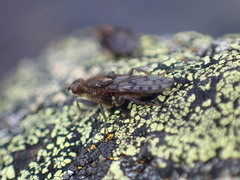 Ernoneura argus