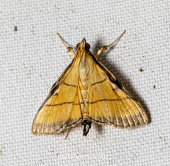 Cnaphalocrocis