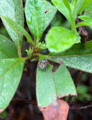 Carrhotus xanthogramma