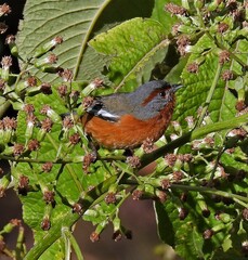 Microspingus erythrophrys