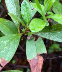 Carrhotus xanthogramma