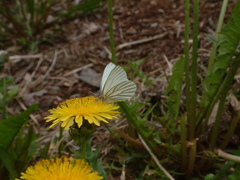 Pieris oleracea