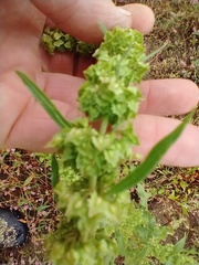 Rumex stenophyllus