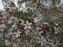 Philotheca verrucosa