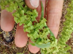 Rumex stenophyllus