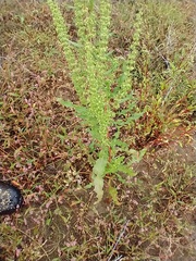 Rumex stenophyllus