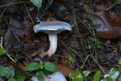Clitocybe odora