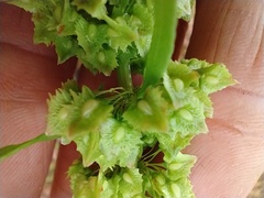 Rumex stenophyllus