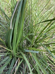Calamagrostis epigejos