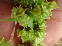 Rumex stenophyllus