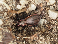 Carabus irregularis