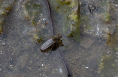 Ephydra