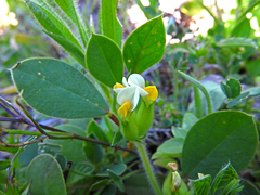 Tripodion tetraphyllum