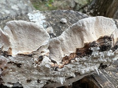 Trametes versicolor