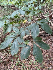 Aesculus flava