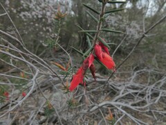 Stenanthera conostephioides