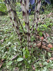 Costus stenophyllus