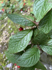 Cotoneaster rehderi