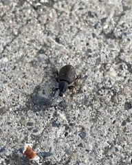 Otiorhynchus rugosostriatus