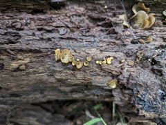 Chlorencoelia versiformis