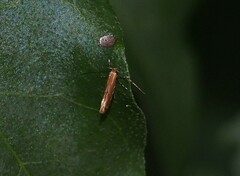 Cremastobombycia solidaginis