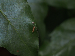Cremastobombycia solidaginis