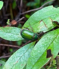 Anomala albopilosa