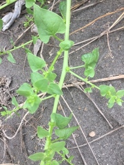 Patellifolia procumbens