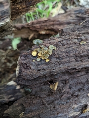 Chlorencoelia versiformis