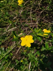 Jasminum mesnyi