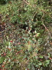 Cotoneaster rehderi
